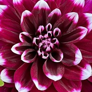 Meet your Posher, Joyce